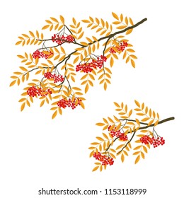 Rowan branches on a white background. Red berries with yellow leaves. Vector illustration