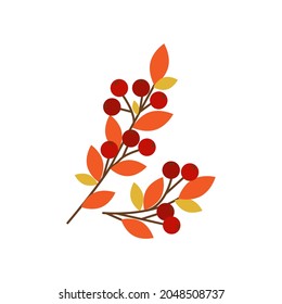 Rowan branches with yellow and red leaves and berries. Vector illustration isolated on white background. Autumn designer rowan bouquet.