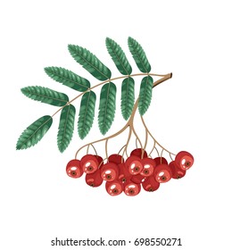 Rowan Bunch, Rowan Berries Isolated on White Background.