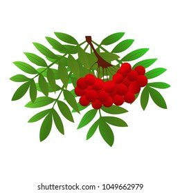 Rowan bunch berries red ripe leaf tree autumn season natural fruit vector illustration. Bunch of juicy rowan berries vitamin plant. Rowan-tree bright delicious decoration.