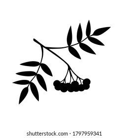 Rowan bunch with leaves isolated on white background. Hand drawn silhouette. Vector