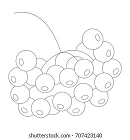 Rowan cartoon. Outlined illustration with thin line black stroke