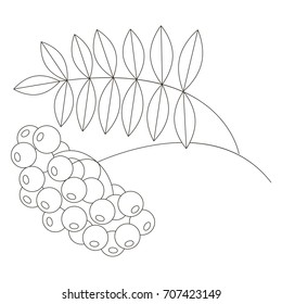 Rowan cartoon. Outlined illustration with thin line black stroke