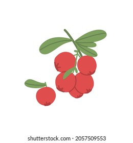 Rowan cluster growing on branch with leaf. Fresh red berries on autumn fruit plant. Colored flat vector illustration isolated on white background