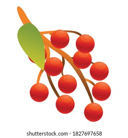 Rowan Flora Ikone. Cartoon der Rowan flora Vektorsymbol für Webdesign einzeln auf weißem Hintergrund