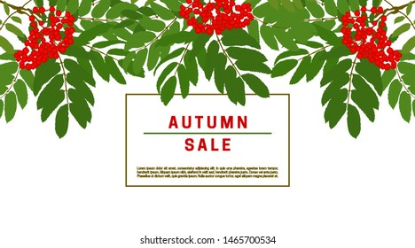 Rowan green branches with red berries on a white background with red text autumn