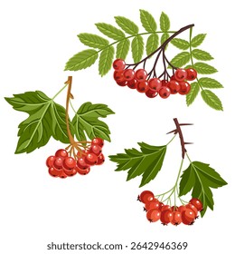 rowan, hawthorn and guelder rose, vector drawing tree branches with red berries and green leaves isolated at white background, hand drawn illustration