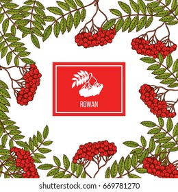 Rowan icon in the frame. Hand drawn tree branches.