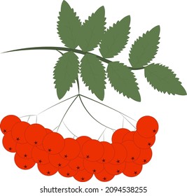 Rowan isolated vector illustration. Vector icon. Fall nature tree leaves. Vector art.