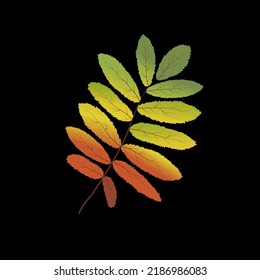 Rowan leaf. Autumn leaf is yellow. Vector illustration.