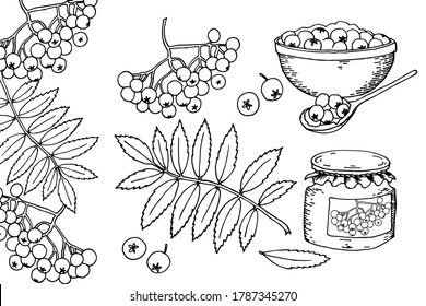 Rowan leaf and berry hand drawn vector illustration. Leaves, rowan berry bunch frame, jam in a bowl and marmalade in a jar. Nature. Food set.