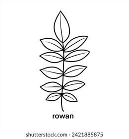 Rowan Leaf - Black Outline Vector Design Illustration 