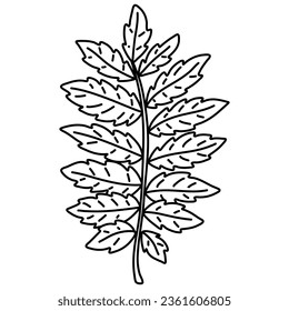 Rowan leaf doodle. Black and white vector illustration isolated on white background