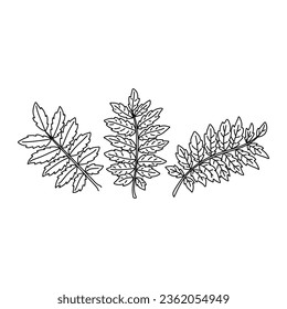 Rowan leaf doodle set. Black and white vector illustration isolated on white background