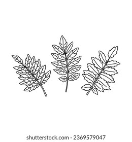 Rowan-Blatt-Doodle-Set. Schwarz-Weiß-Vektorgrafik einzeln auf weißem Hintergrund