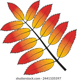 Rowan leaf, fall. Vector color drawing