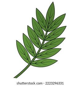 Hoja de Rowan. La parte verde de un árbol con venas. Ilustración del vector de color. Estilo de caricatura. Fondo aislado. Planta ornamental de frutas. Herbario forestal. 