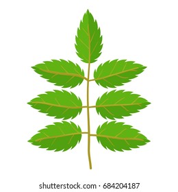 Rowan leaf icon, cartoon style