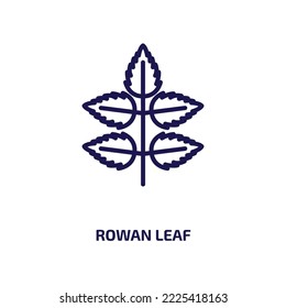 rowan leaf icon from nature collection. Thin linear rowan leaf, season, fall outline icon isolated on white background. Line vector rowan leaf sign, symbol for web and mobile