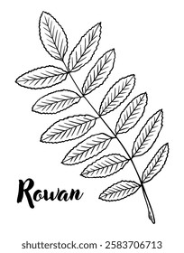 Rowan leaf line art vector illustration. Leaves, botanical engraving element, ink, line drawing