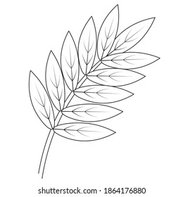 Vector Hand Drawn Botanical Illustration Simple Stock Vector (Royalty ...