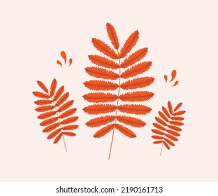Rowan leaf set on isolated background