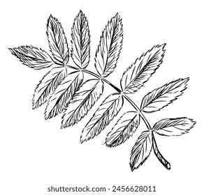 Rowan leaf, single,doodle, sketch, outline,hand drawn vector illustration isolated on white