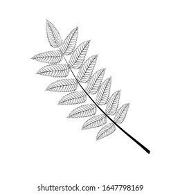 Rowan leaf sketch on a white background. Contour for coloring.