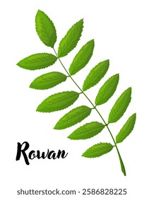 Rowan leaf vector illustration. Leaves, botanical design element, European trees, botany, plant