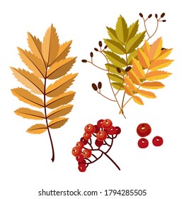 Rowan Blätter und Beeren. Vektorgrafik einzeln auf weißem Hintergrund.