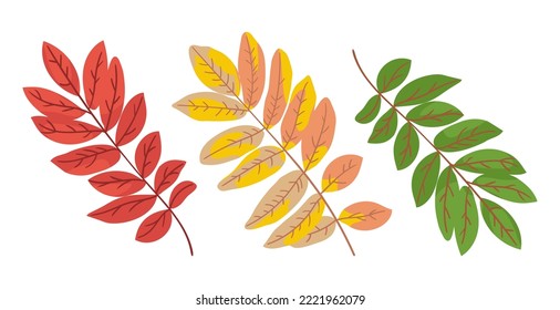 Rowan leaves changing color vector illustrations set. Collection of cartoon drawings of green, orange and red leaves of tree isolated on white background. Nature, autumn concept