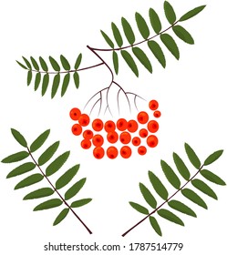 rowan with leaves, isolated vector image on white background