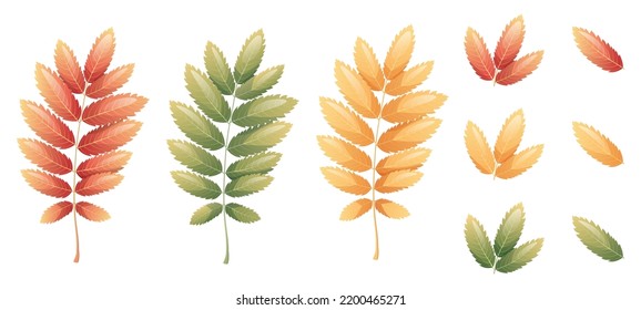 Rowan leaves on a white background. Set of multicolored autumn leaves. Cartoon vector illustration. Hello autumn, seasonal theme.