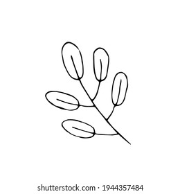 Rowan leaves. Plant. Vector hand-drawn doodle illustration. Black and white outline. Silhouette. Coloring.