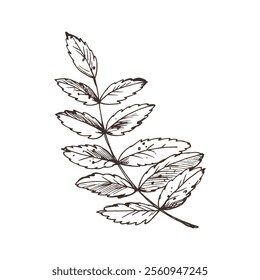 Rowan leaves single object. Line art graphic hand drawn brown ink monochrome. Isolated EPS element vector illustration