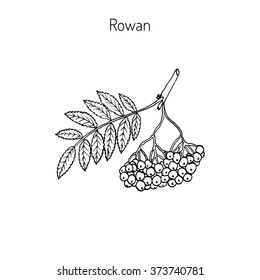 Rowan or mountain-ash tree branch with berries. Vector illustration