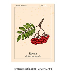 Rowan or mountain-ash tree branch with berries. Vector illustration