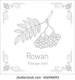 Rowan or mountain-ash tree branch with berries. Vector illustration. Vintage card, medicinal plant