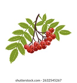rowan, mountain-ash, vector drawing tree branch with berries and green leaves isolated at white background, hand drawn illustration