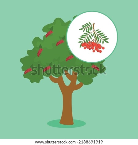 rowan on a green background