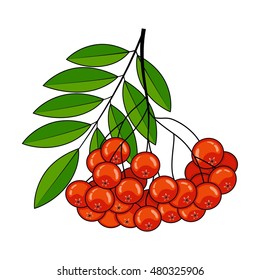 Rowan on a white background