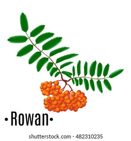 Rowan. Red berries.  Bunch of red rowan isolated on white Vector illusatration.
