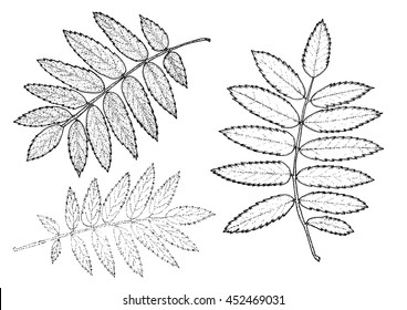 rowan set of leaves on a white background.  Vector eps10 illustration