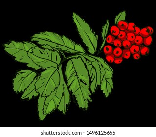 Rowan. Sketch red berries and green leaves on a black background. Vector