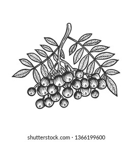 Rowan Sorbus branch sketch engraving vector illustration. Scratch board style imitation. Hand drawn image.