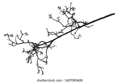 Rowan tree, bare branch silhouette. Vector illustration.