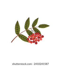 Rowan tree branch with berries and leaves. Red berries forest plant. Botanical element. Isolated hand drawn vector illustration.