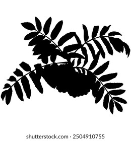 Rowan tree branch with berries and leaves, vector illustration. Rowanberry twig silhouette.