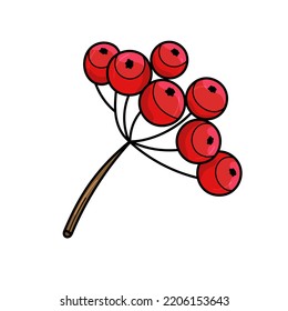 Rowan tree branch with berries. Vector illustration isolated on white background, cartoon style