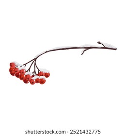 rowan, tree branch with berries in winter with snow, isolated at white background, hand drawn illustration